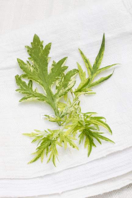 Elevated view of Mugwort sprigs on white linen cloth — Stock Photo