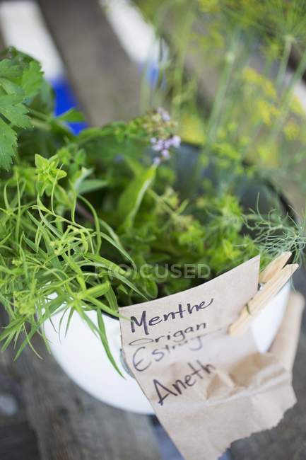 Closeup view of various fresh herbs in pot with tag — Stock Photo