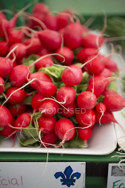 Fresh ripe Radishes — Stock Photo