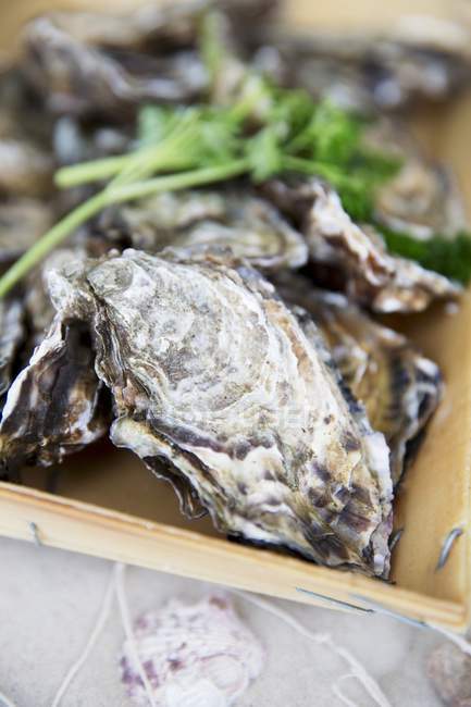 Fresh oysters in crate — Stock Photo