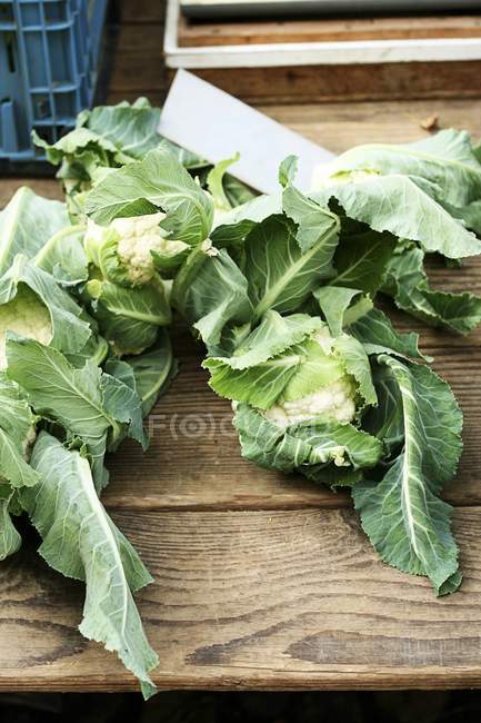 Fersh Cauliflower with leaves — Stock Photo
