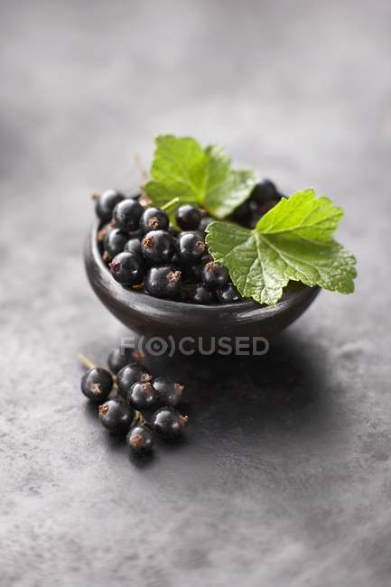 Grosellas negras frescas con hojas - foto de stock