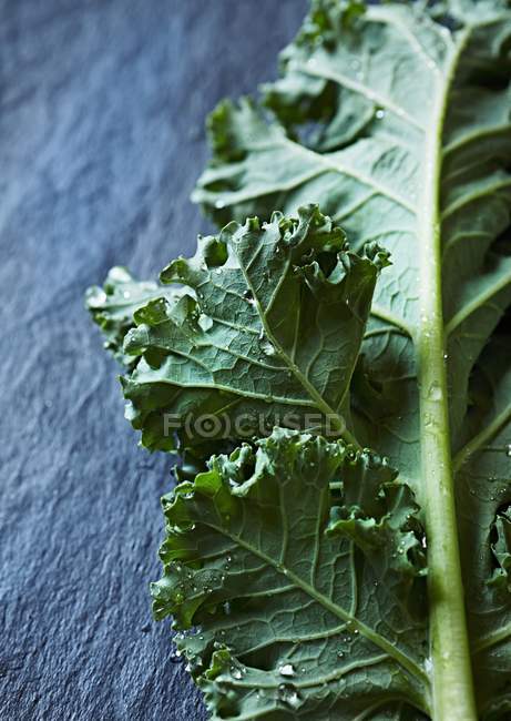 Свежевымытый лист капусты — стоковое фото