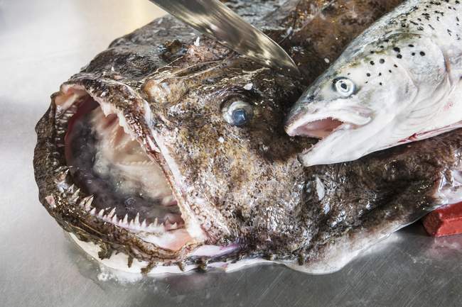 Rana pescatrice e salmone freschi — Foto stock