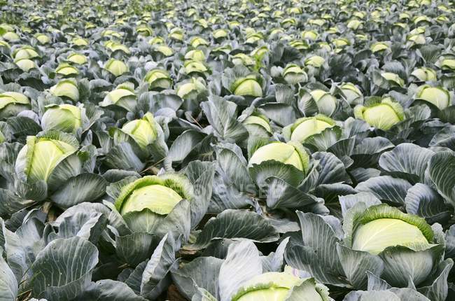 White cabbages growing in field — Stock Photo