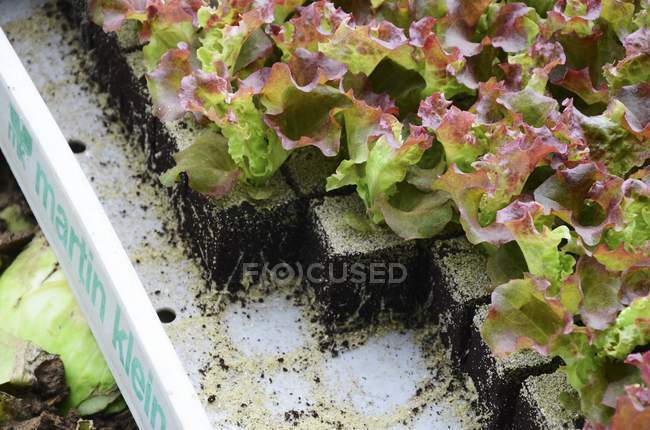 Lollo Rosso salad seedlings in a wooden crate — Stock Photo