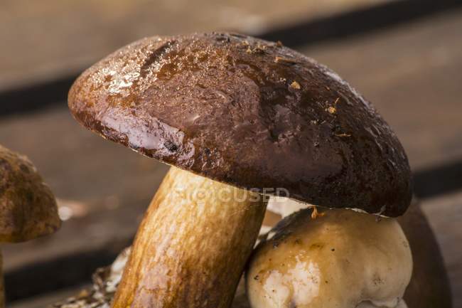 Closeup view of fresh Bay bolete on a wooden crate — Stock Photo