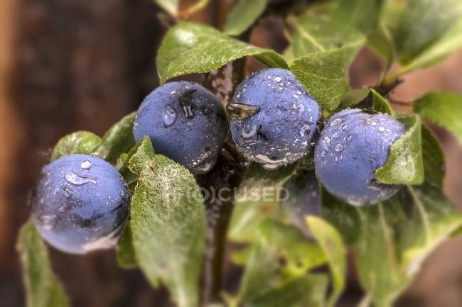 Sloes covered in dew outdoors — Stock Photo