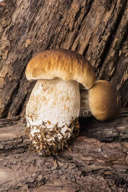 Fresh porcini mushrooms — Stock Photo