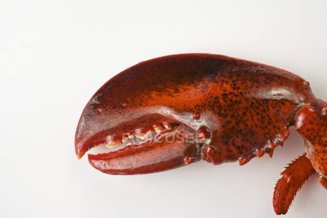Vista close-up da garra de lagosta na superfície branca — Fotografia de Stock