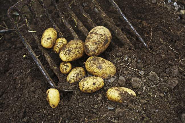 Patatas Ditta siendo cosechadas por horquilla - foto de stock