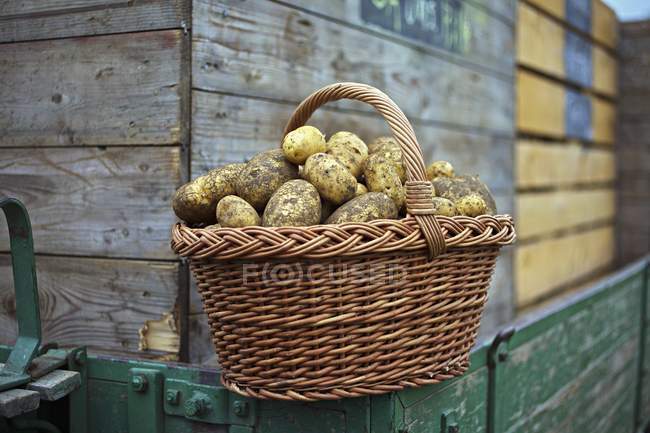 Panier de pommes de terre fraîches cueillies Ditta — Photo de stock