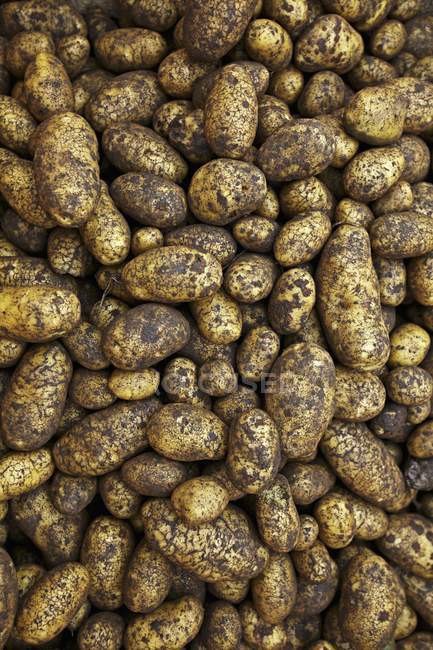 Batatas frescas colhidas Ditta — Fotografia de Stock