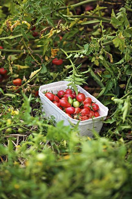 Свежие собранные помидоры — стоковое фото