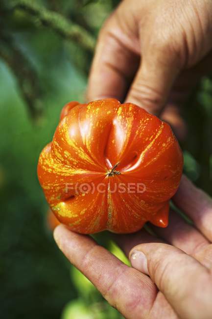 Hands holding a Feuerwerk tomato outdoors — Stock Photo