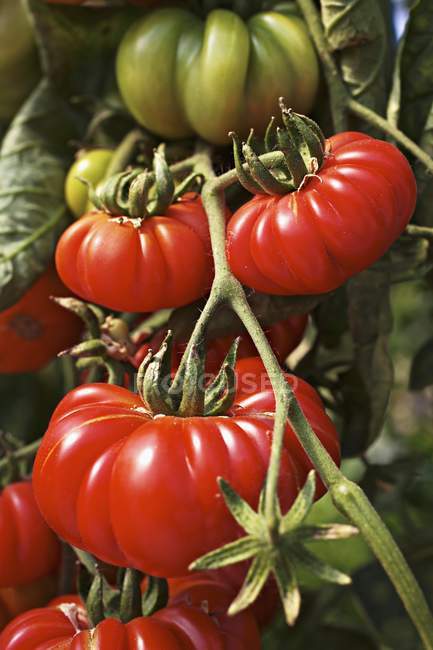 Costoluto Дженовезе помідори — стокове фото