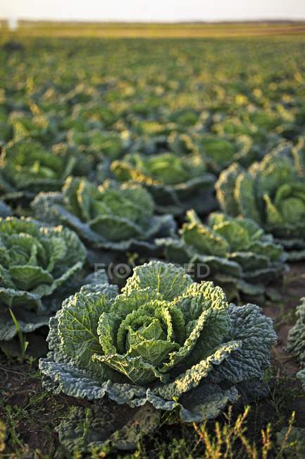Savoy cabbages growing in field — Stock Photo