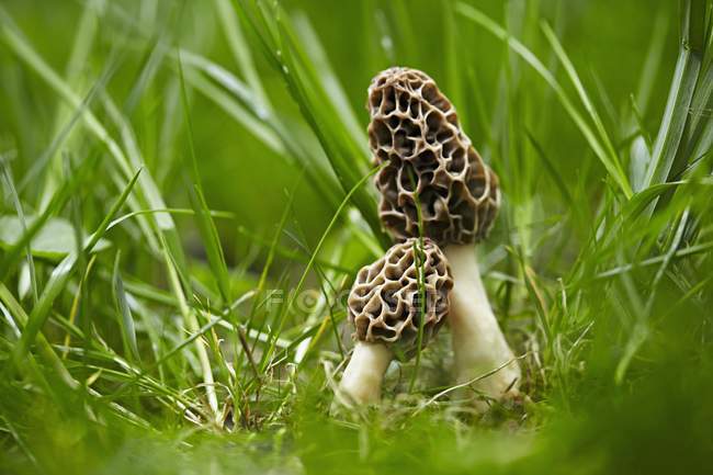 Primo piano vista di funghi Morel che crescono in erba — Foto stock