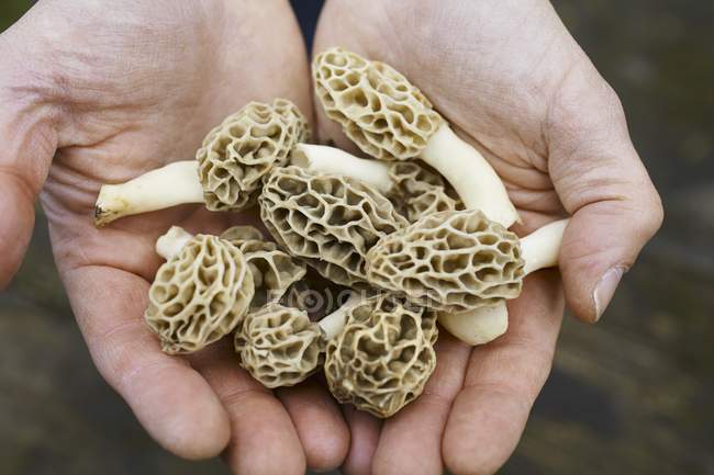 Closeup view of cupped hands with fresh morels — Stock Photo