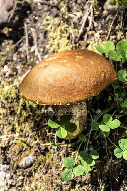Closeup view of a birch bolete and clover growing on a forest floor — Stock Photo