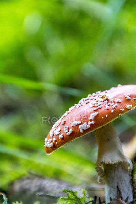 Closeup view of a fly agaric mushroom in grass — Stock Photo