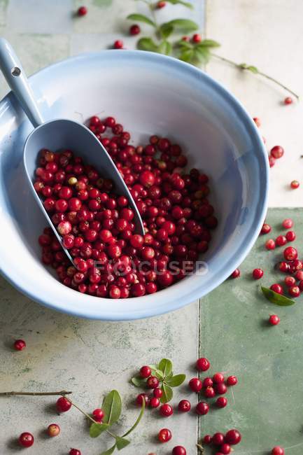 Bowl of fresh cranberries — Stock Photo