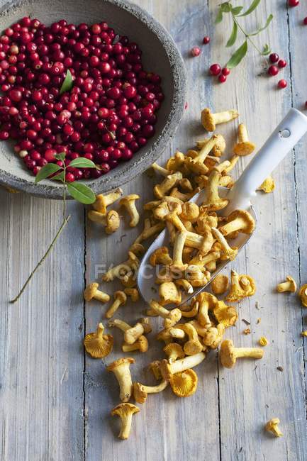 Champignons Chanterelle et canneberges — Photo de stock