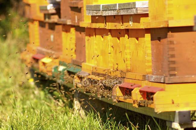 Vue de jour des ruches d'abeilles avec des abeilles volantes — Photo de stock