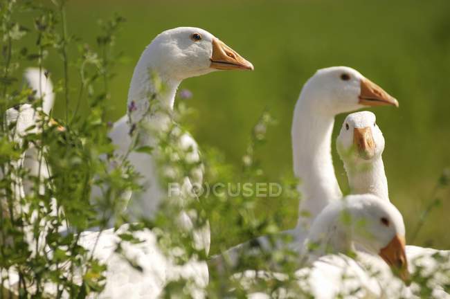 Daytime cropped view of geese in meadow — Stock Photo