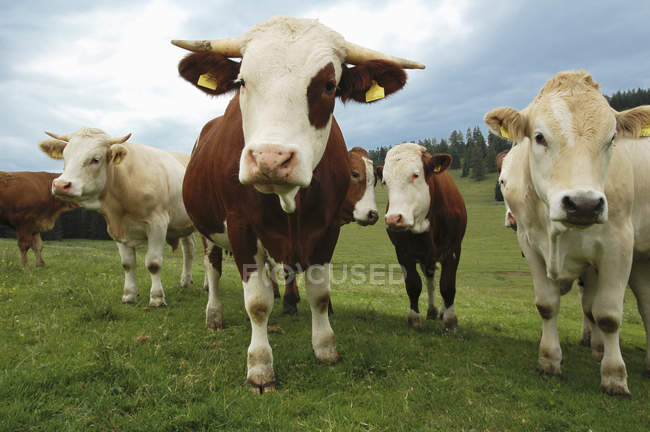Alpine oxen on Teichalm — Stock Photo