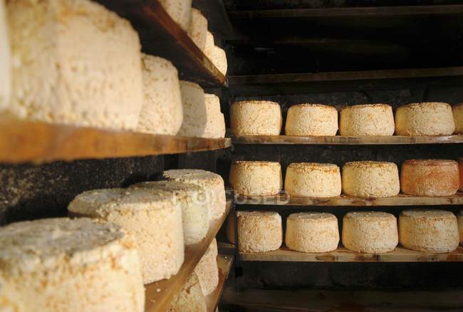 Montafoner cheese in cellar — Stock Photo