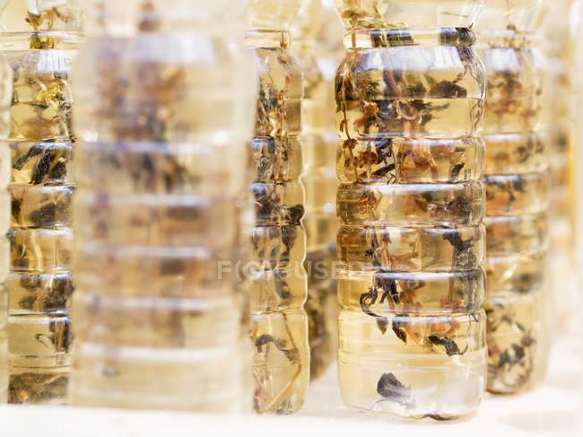 Vista de perto do óleo de coco com especiarias em garrafas de plástico — Fotografia de Stock