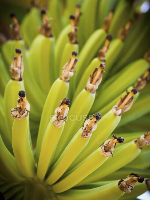Plátanos jóvenes creciendo en la planta - foto de stock