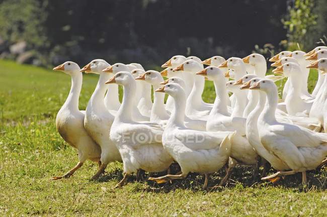 Daytime side view of free-range geese walking on grass — Stock Photo