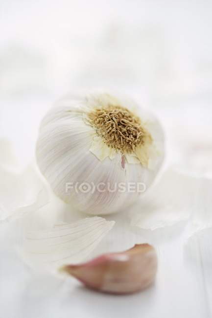 Garlic bulb and clove — Stock Photo