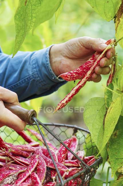 Man harvesting borlotti beans — Stock Photo