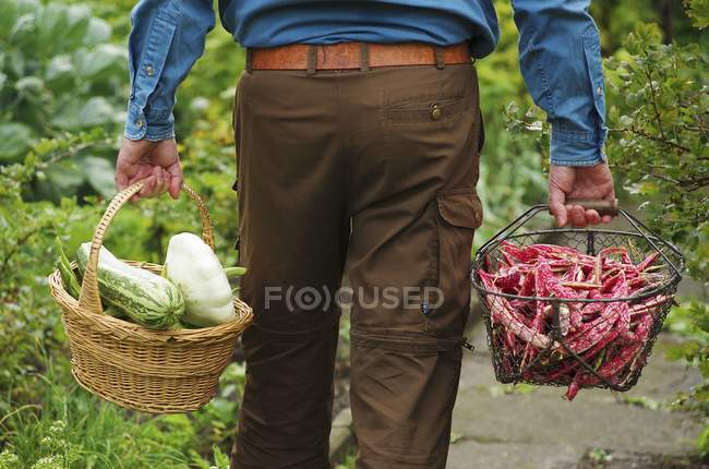 Un hombre cargando dos cestas de verduras recién cosechadas en el jardín - foto de stock