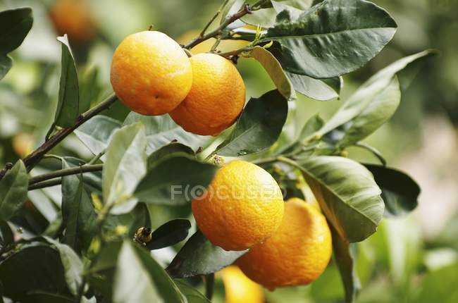 Naranjas maduras en el árbol - foto de stock