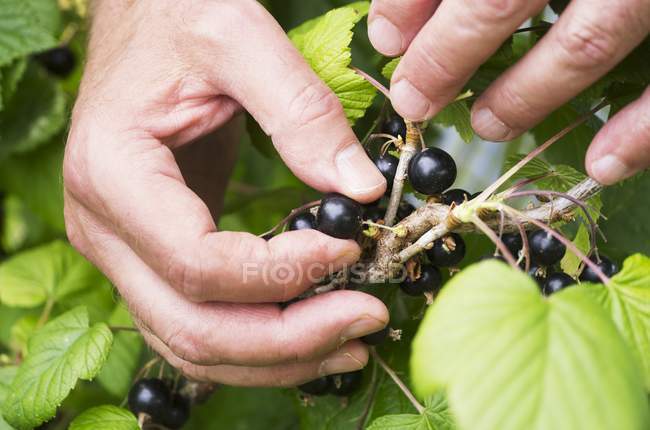 Man picking blackcurrants — Stock Photo
