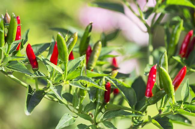Chilischoten im Garten an der Pflanze — Stockfoto