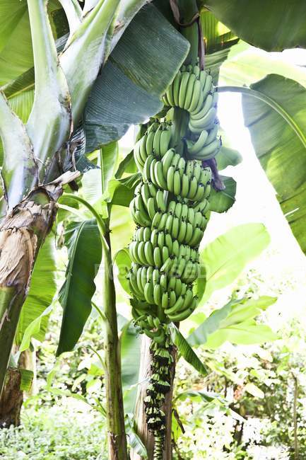 Bananas crescendo na planta — Fotografia de Stock