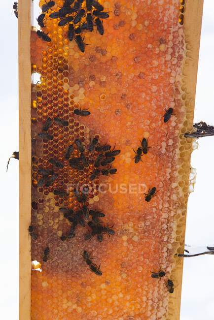 Las abejas en el panal en el marco - foto de stock