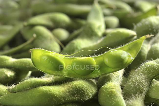 Fresh Edamame beans — Stock Photo