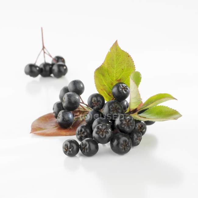 Fresh aronia berries with leaves — Stock Photo