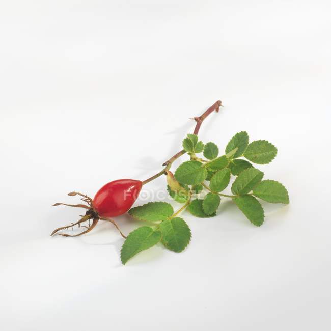 Vue rapprochée de la hanche rose avec des feuilles sur fond blanc — Photo de stock