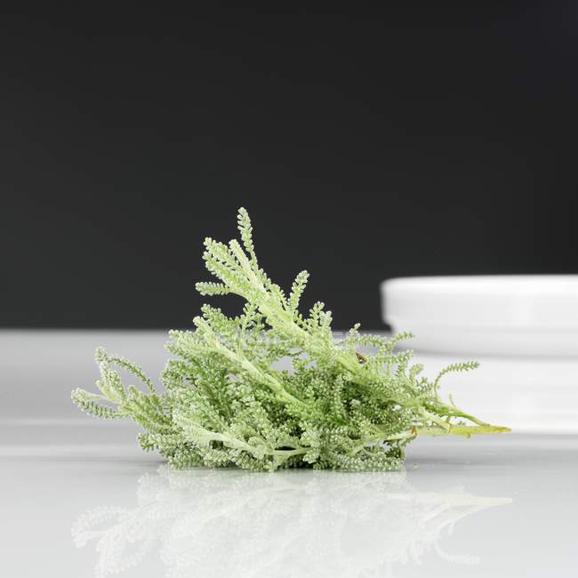Closeup view of fresh cotton lavender on a table — Stock Photo