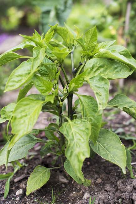 Uma planta de pimenta crescendo em um remendo vegetal ao ar livre durante o dia — Fotografia de Stock