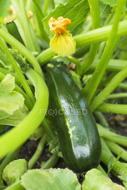 Squash Crescere sulle piante — Foto stock