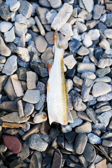 Pesce fresco senza testa — Foto stock