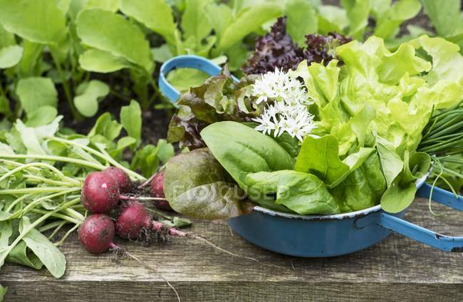 Frisch gepflückte Radieschen mit Salat — Stockfoto
